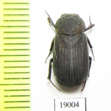 Dynastinae sp.  Australia - INSECTS-STORE.RU