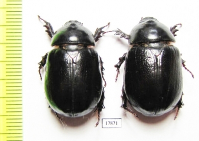 Dynastinae sp.  Namibia - INSECTS-STORE.RU