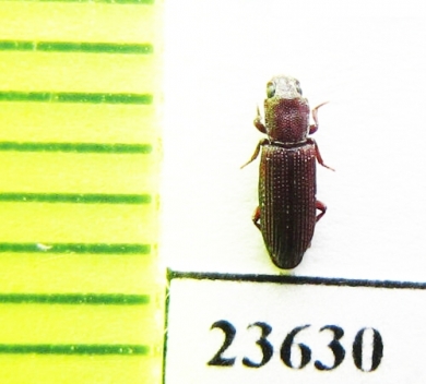 Zopheridae sp.  Madagascar - INSECTS-STORE.RU