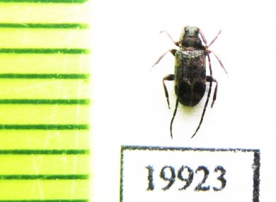 Cerambycidae sp.  Vietnam - INSECTS-STORE.RU