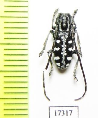 Cerambycidae sp., Thailand - INSECTS-STORE.RU