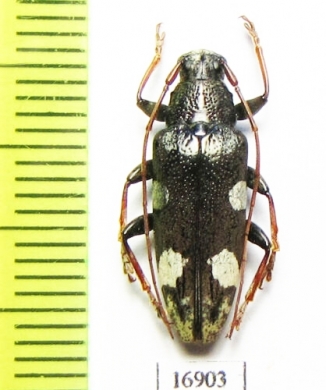 Tmesisternus lepidus  Indonesia, Ceram isl. - INSECTS-STORE.RU