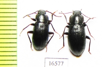 Nalassus olgae, pair  Russia, Far East - INSECTS-STORE.RU