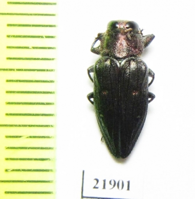 Chrysobothris affinis nevskii  Uzbekistan - INSECTS-STORE.RU