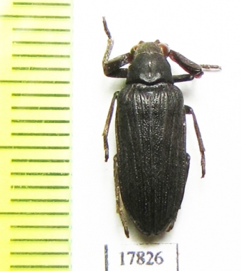 Rhipiceridae sp.  Botswana - INSECTS-STORE.RU