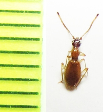 Brathinus oculatus  Russia, Far East - INSECTS-STORE.RU