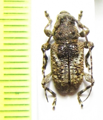 Myoxinus pictus  Mexico - INSECTS-STORE.RU