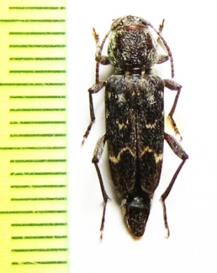 Xylotrechus nauticus  USA - INSECTS-STORE.RU