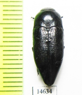 Sphenoptera foveola  Kazakhstan - INSECTS-STORE.RU