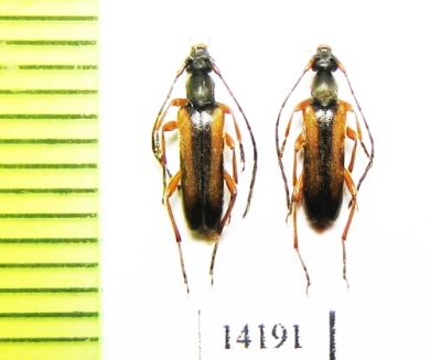 Alosterna tabacicolor subvittata  Georgia - INSECTS-STORE.RU