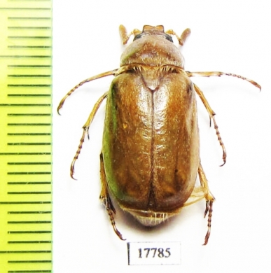 Achranoxia koenigi  Kazakhstan - INSECTS-STORE.RU