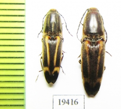 Elateridae sp.  Argentina - INSECTS-STORE.RU