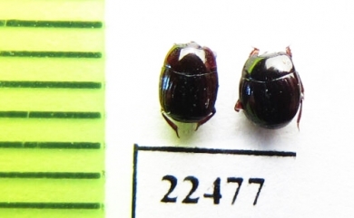 Histeridae sp.  Peru - INSECTS-STORE.RU