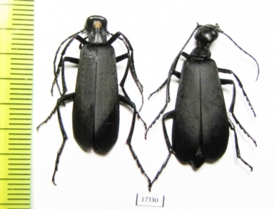 Meloidae sp.  French Guiana - INSECTS-STORE.RU