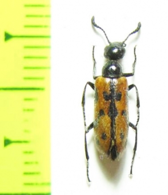 Mylabris marginata  Azerbaijan - INSECTS-STORE.RU