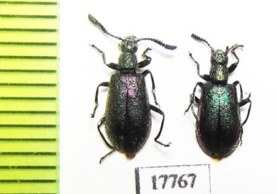 Tenebrionidae sp.  South Africa Rep. - INSECTS-STORE.RU