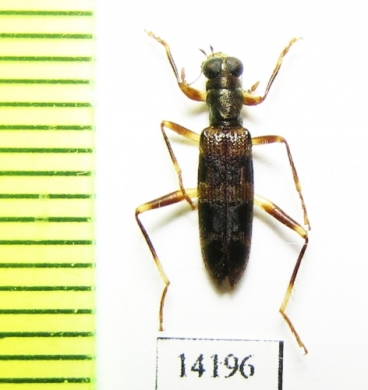 Cleridae sp. Indonesia, Sumatra - INSECTS-STORE.RU