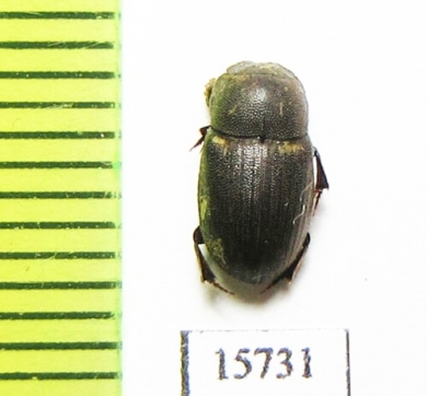 Aphodiinae sp.  Namibia - INSECTS-STORE.RU