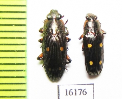 Helotidae sp.  Laos - INSECTS-STORE.RU