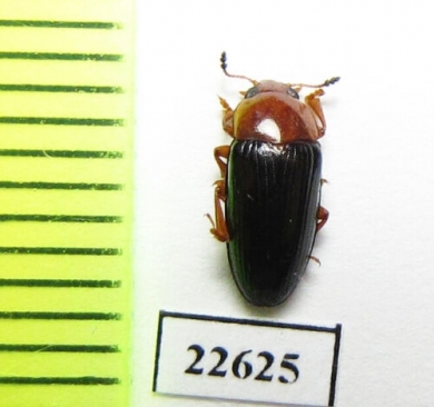 Erotylidae sp.  South Africa Rep. - INSECTS-STORE.RU