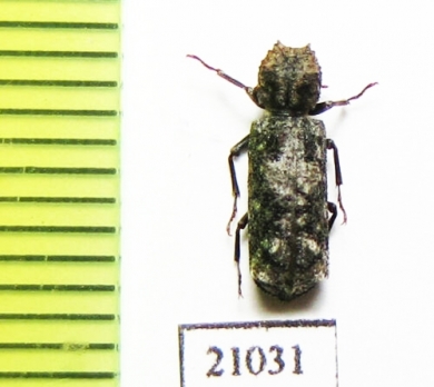 Bostrichidae sp.  Zambia - INSECTS-STORE.RU