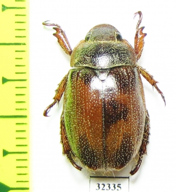 Rutelinae sp.  Madagascar - INSECTS-STORE.RU