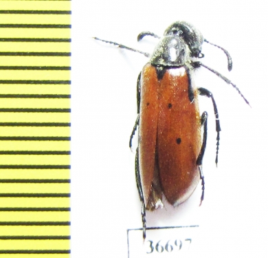 Meloidae sp.  Iran, Lorestan prov. - INSECTS-STORE.RU