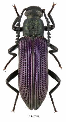 Tenebrionidae sp.  South Africa Rep.  14mm - INSECTS-STORE.RU