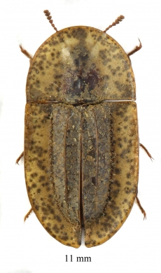 Cossyphus sp.  South Africa Rep.  11mm - INSECTS-STORE.RU