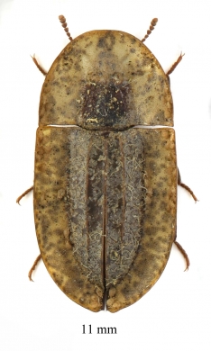 Cossyphus sp.  South Africa Rep.  11mm - INSECTS-STORE.RU