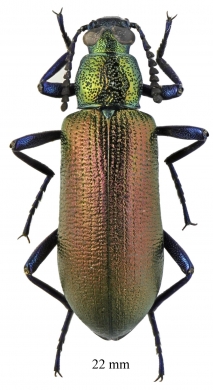 Tenebrionidae sp.  South Africa Rep.  22mm - INSECTS-STORE.RU