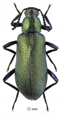 Tenebrionidae sp.  South Africa Rep.  22mm - INSECTS-STORE.RU