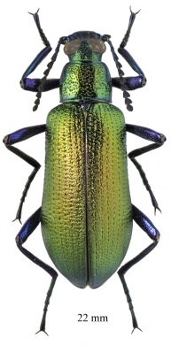 Tenebrionidae sp.  South Africa Rep.  22mm - INSECTS-STORE.RU