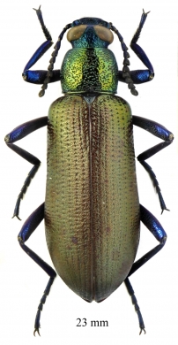 Tenebrionidae sp.  South Africa Rep.  23mm - INSECTS-STORE.RU