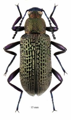 Tenebrionidae sp.  South Africa Rep.  15mm - INSECTS-STORE.RU