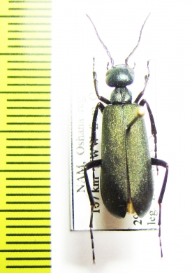 Cyaneolytta sp.  Namibia - INSECTS-STORE.RU