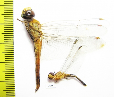 Odonata sp.  Thailand - INSECTS-STORE.RU