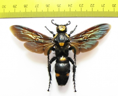Megascolia procer, female  Indonesia, Java  90mm - INSECTS-STORE.RU