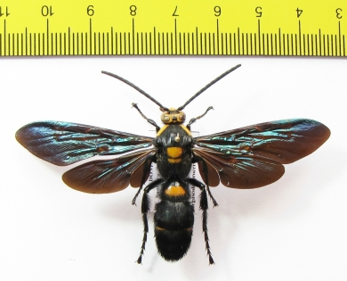 Megascolia procer  Indonesia, Java  72mm - INSECTS-STORE.RU